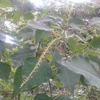 <i>Homalanthus populifolius</i>  Graham